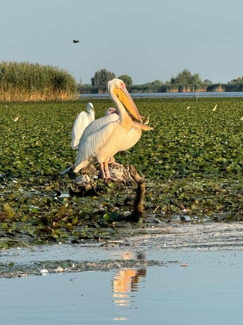 Boat Trip to Caraorman Forest – Danube Delta (6–7 hours) - Isăcel and Isac lakes, known for pike fishing