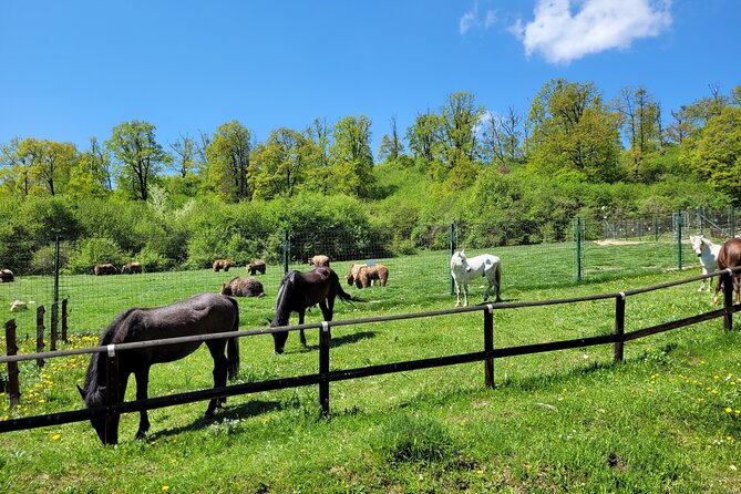 Bran Castle & Bear Sanctuary from Brasov - Optional Peles Castle - Bran Castle Beyond the Dracula Label
