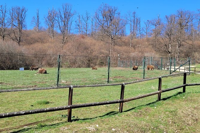 Bran Castle & Bear Sanctuary from Brasov - Optional Peles Castle - Booking Advice and Cancellation Terms