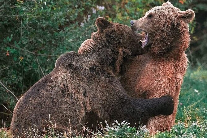 Brasov: Bear Sanctuary, Bran Castle & Rasnov Fortress GUIDED Tour - Meeting at Council Square in the morning