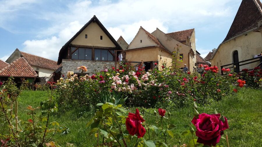 Brasov: Bear Sanctuary, Bran Castle & Rasnov Fortress Tour - Key Points Before You Book