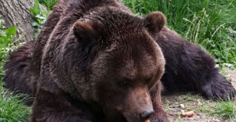 Brasov: Bear Sanctuary, Bran Castle & Rasnov Fortress Tour - Why This Three-Stop Route Works