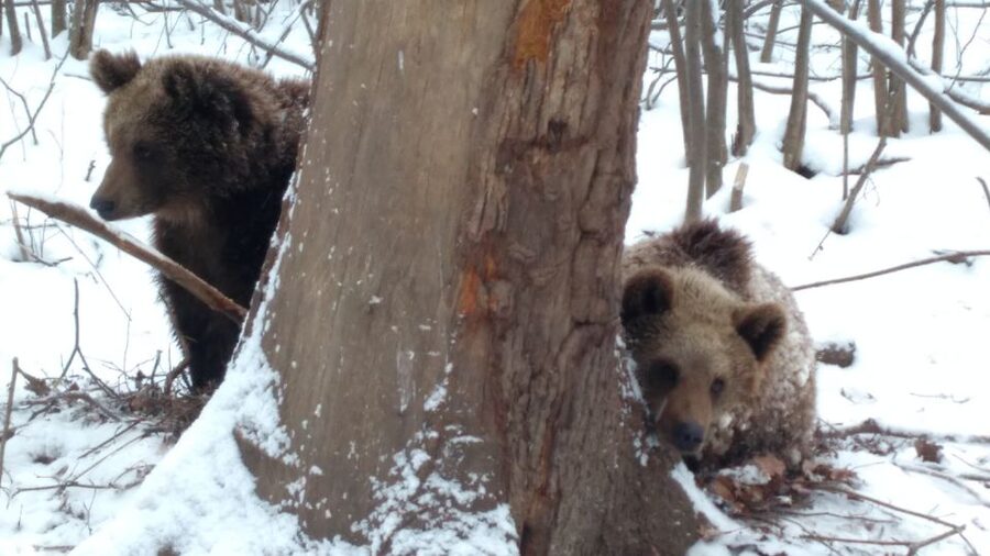 Brasov: Bear Sanctuary, Bran Castle & Rasnov Fortress Tour - Rasnov Fortress on the Hill