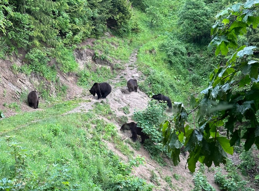 Brasov: Bear Watching in the Wild (From a Hideout) - Returning to Brasov After the Sighting