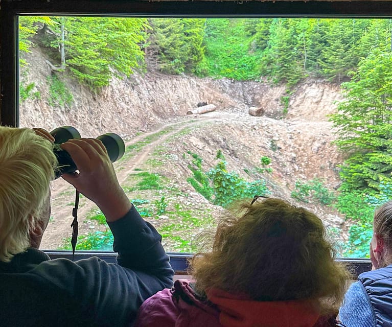 Brasov: Bear Watching in the Wild (From a Hideout) - Rain, Daylight, and the Best Conditions