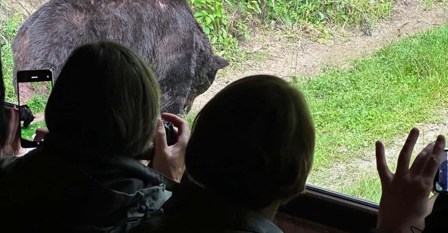 Brasov: Bear Watching in the Wild (From a Hideout) - Brown Bears Are Only Part of the Picture