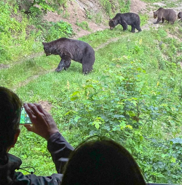 Brasov: Bear Watching in the Wild (From a Hideout) - Guides Who Add More Than Transport