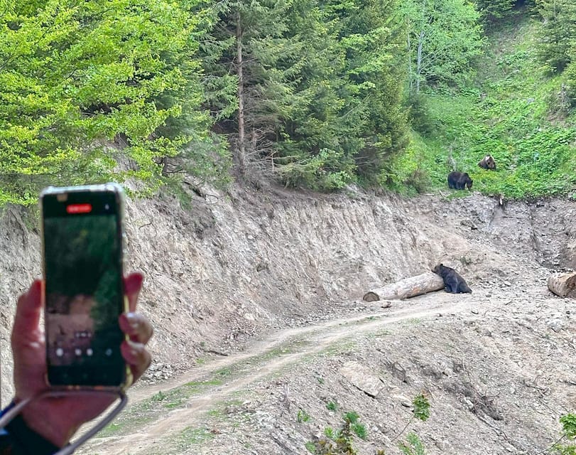 Brasov: Bear Watching in the Wild (From a Hideout) - Safety Without a Hiking Adventure