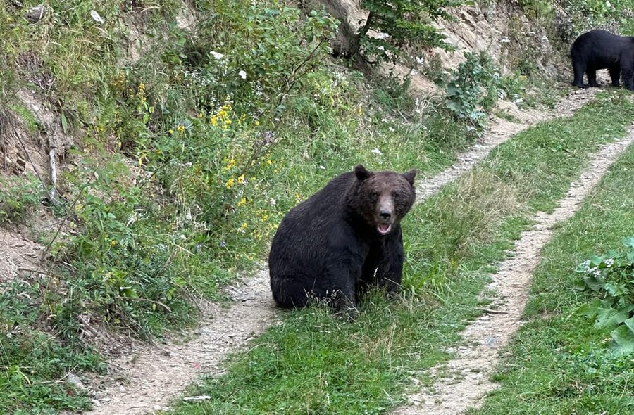 Brasov: Bear Watching in the Wild (From a Hideout) - Inside the Hideout, Where the Watching Begins
