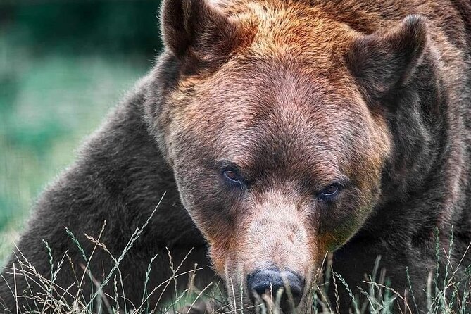 Brasov: Bears Sanctuary, Rasnov Fortress, Bran Castle GUIDED Tour - Why this three-stop day works from Brasov