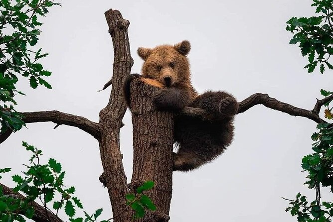 Brasov: Bears Sanctuary, Rasnov Fortress, Bran Castle GUIDED Tour - Bran Castle: separating Dracula from the real place