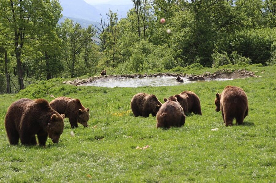 Brasov: Libearty Bear Sanctuary - Should you book it?