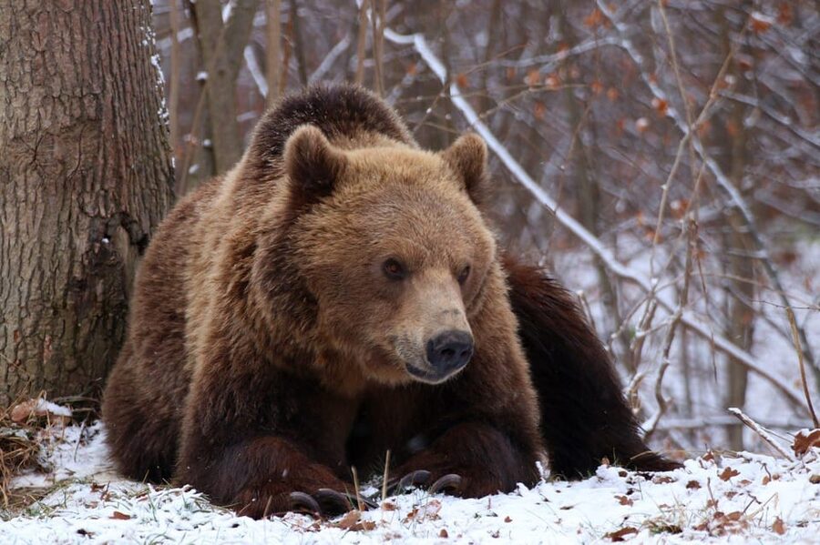 Brasov: Libearty Bear Sanctuary - What the visit is like for animal lovers