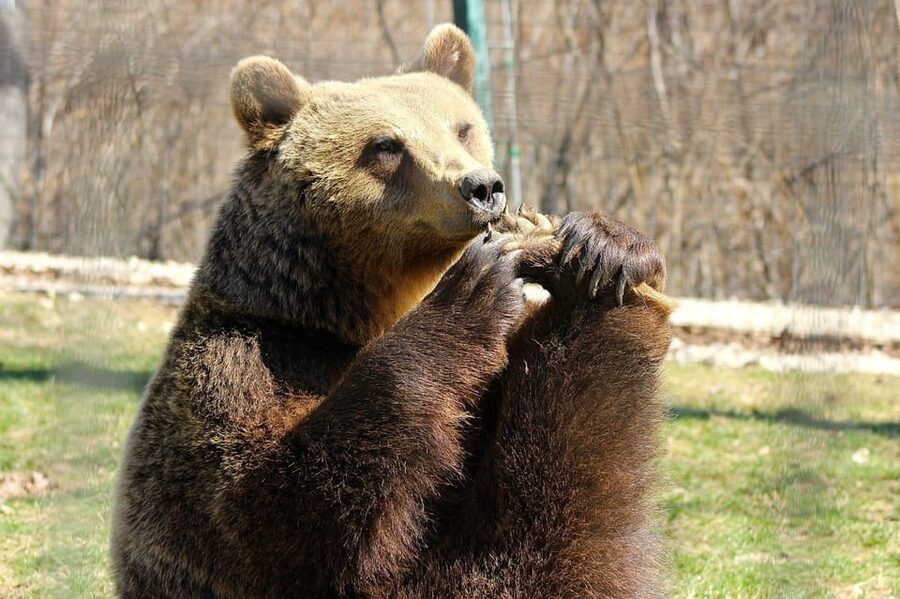 Brasov: Libearty Bear Sanctuary - Is the $50 price good value?