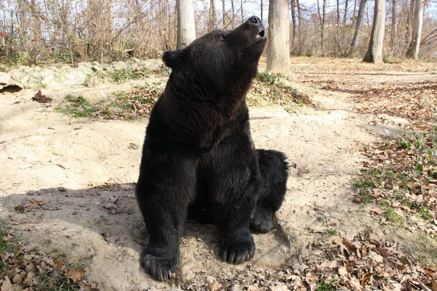Brasov: Libearty Bear Sanctuary - Practical tips for getting the most from the outing