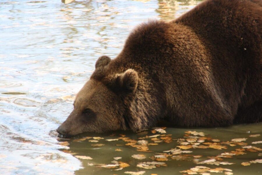 Brasov: Libearty Bear Sanctuary - Who should book this Brasov bear sanctuary tour?
