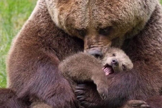 Brown Bear Sanctuary Tour from Brasov Entrance Ticket Guaranteed - Leaving Brasov for Zarnesti