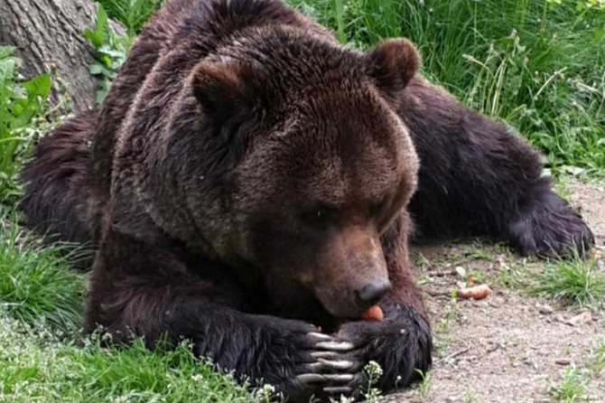 Brown Bear Sanctuary Tour from Brasov Entrance Ticket Guaranteed - What makes the Libearty sanctuary different