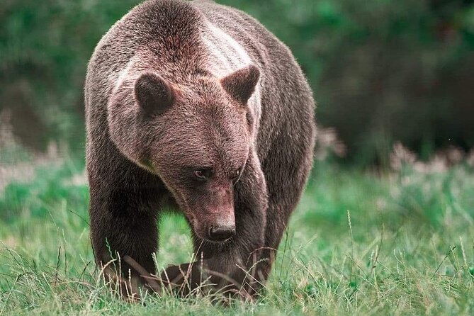 Brown Bear Sanctuary Tour from Brasov Entrance Ticket Guaranteed - Who should book this Brasov bear tour?