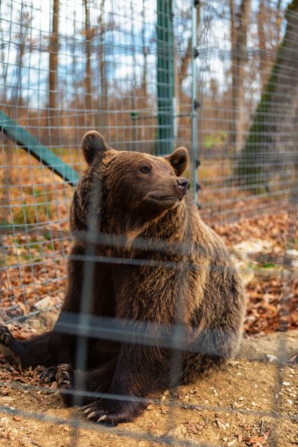 Bucharest: Bran Castle and Bear Sanctuary Small-Group Tour - Walking, weather, and what to pack