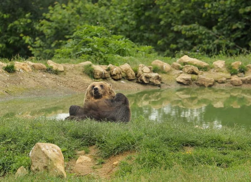Bucharest: Day Trip to Bear Sanctuary, Bran Castle & Brasov - Why this Bucharest day trip works