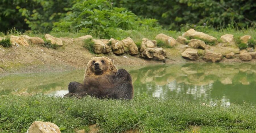 Bucharest: Day Trip to Bear Sanctuary, Bran Castle & Brasov - Practical advice before you book