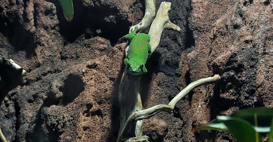 Bucharest: Reptiland Bucharest Entry Ticket - Why the Terrariums Matter