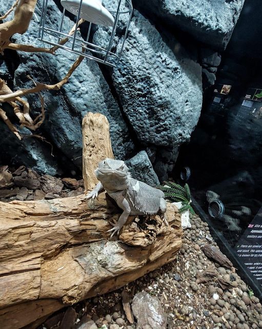 Bucharest: Reptiland Bucharest Entry Ticket - Opening Hours and Best Timing
