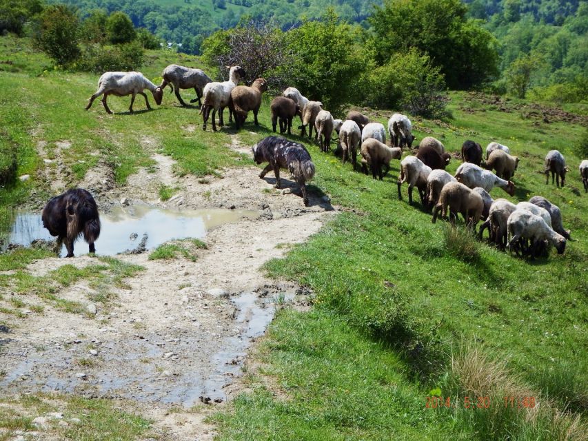 Bucharest: Slanic Salt Mine & Carpathian Mountains Day Tour - Why Leave Bucharest for Slanic?