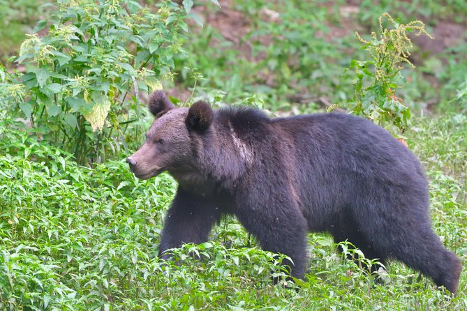 Carpathian Wilderness: A Wildlife Experience from Brașov - The Short Walk to the Wildlife Hide