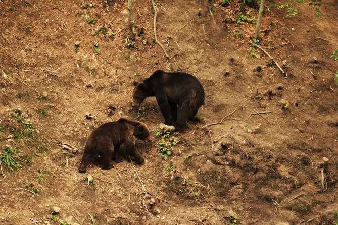 Carpathian Wilderness: A Wildlife Experience from Brașov - Is $95.58 Good Value?