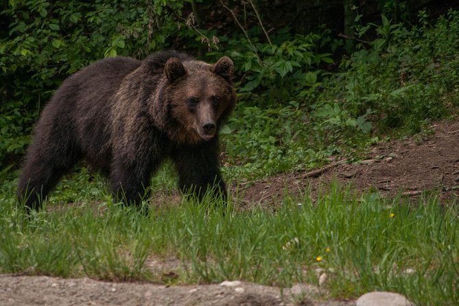 Carpathian Wilderness: A Wildlife Experience from Brașov - Handling a No-Bear Evening