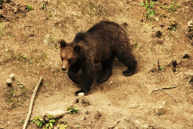 Carpathian Wilderness: A Wildlife Experience from Brașov - Who Will Enjoy This Most?