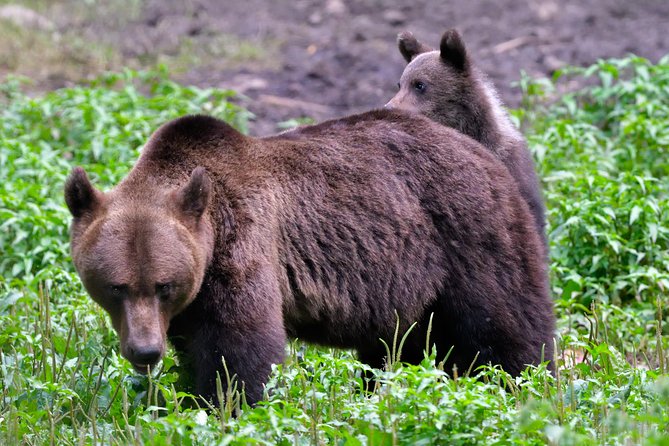 Carpathian Wilderness: A Wildlife Experience from Brașov - Practical Preparation for the Evening