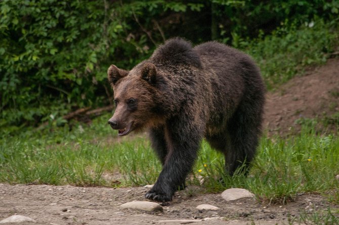Carpathian Wilderness: A Wildlife Experience from Brașov - What You Might See After the Waiting Begins