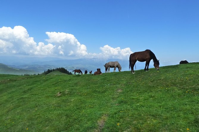 Carpathians in Romania: Bucegi Natural Park with native Spanish guide. - Vârful Bucşa and the return loop