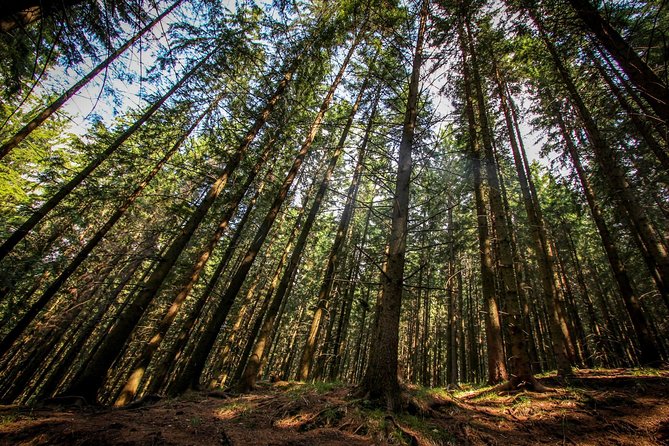 Carpathians in Romania: Piatra Craiului National Park with native Spanish guide. - Why this Carpathian hike is worth your time