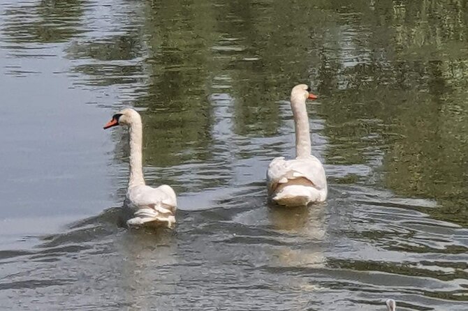 Daily Tours in the Danube Delta - Camely Cruise - Starting from Tulcea and entering the Danube Delta