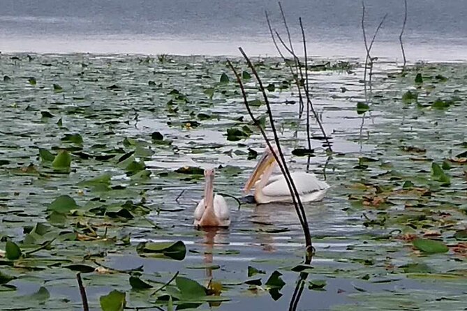 Daily Tours in the Danube Delta - Camely Cruise - The covered salon, snacks, and bathroom