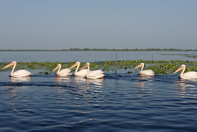 Daily Tours in the Danube Delta - Camely Cruise - Lunch costs extra, so plan the food budget