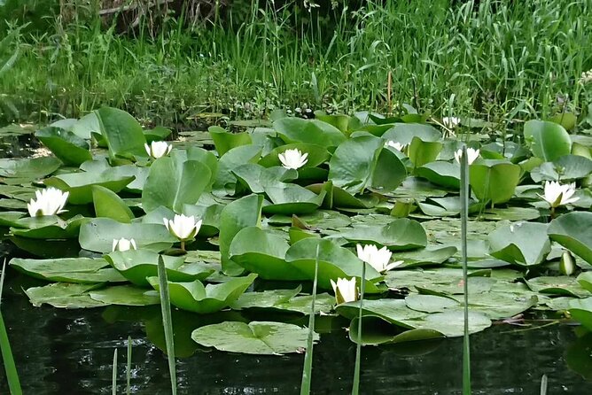 Daily Tours in the Danube Delta - Camely Cruise - Is $494.60 a fair price?