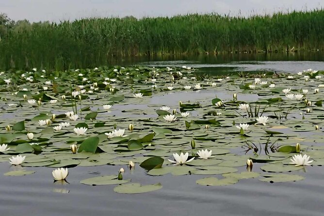 Daily Tours in the Danube Delta - Camely Cruise - Weather, crowding, and the need for flexibility