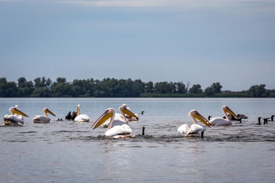 Danube Delta - 2-Day Tour from Bucharest - Who should book this two-day trip?