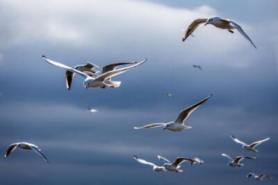 Danube Delta – 2-Day Tour from Bucharest