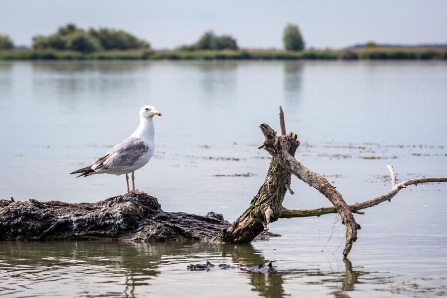 Danube Delta - 2-Day Tour from Bucharest - The return to Bucharest on day two