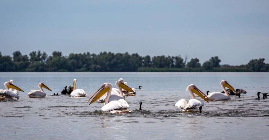 Danube Delta - 2-Day Tour from Bucharest - The guide can shape the whole experience