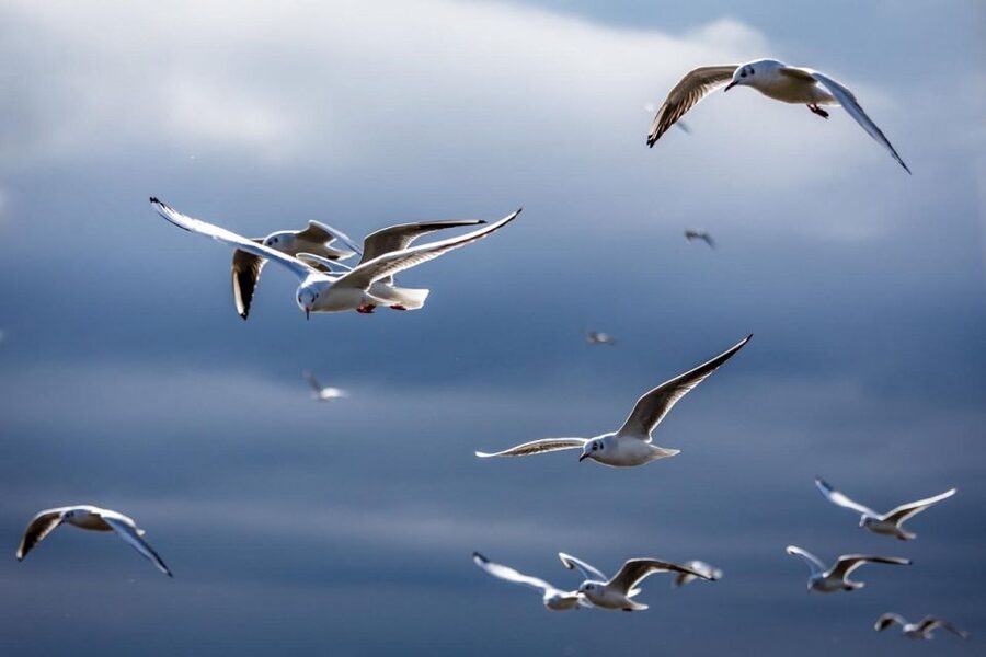 Danube Delta - 2-Day Tour from Bucharest - Constanta brings a different side of Romania