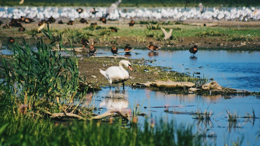 Danube Delta: Boat Tour Through the Water Lily Reserve - Starting at Ondas De Angelo-Murighiol