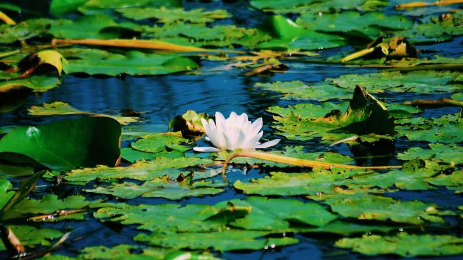 Danube Delta: Boat Tour Through the Water Lily Reserve - The first minutes on the Delta waterways