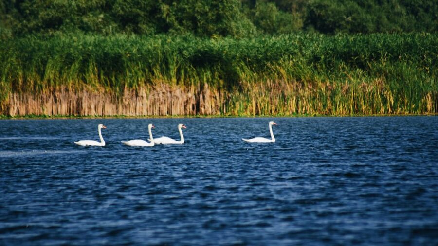 Danube Delta: Boat Tour Through the Water Lily Reserve - White and yellow lilies in the reserve